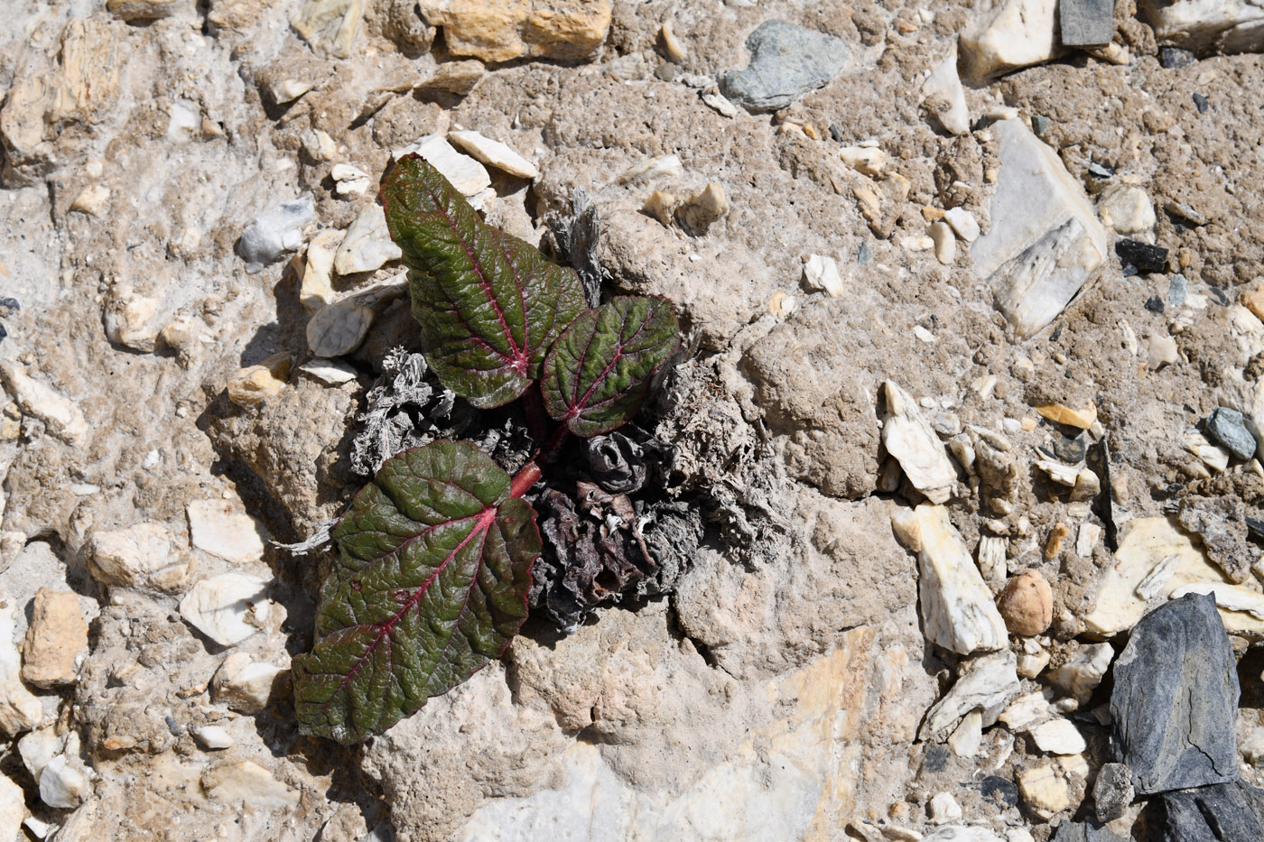 Image of Rheum spiciforme specimen.