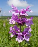 Betonica macrantha. Соцветие. Карачаево-Черкесия, Зеленчукский р-н, гора Джисса, ≈ 1500 м н.у.м., субальпийский луг. 14.06.2024.