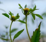 Bidens frondosa. Верхушки побегов с соцветиями. Самарская обл., Ставропольский р-н, окр. с. Жигули, Молодецкий курган, берег зал. Жигулёвская Труба, каменная россыпь. 7 сентября 2023 г.