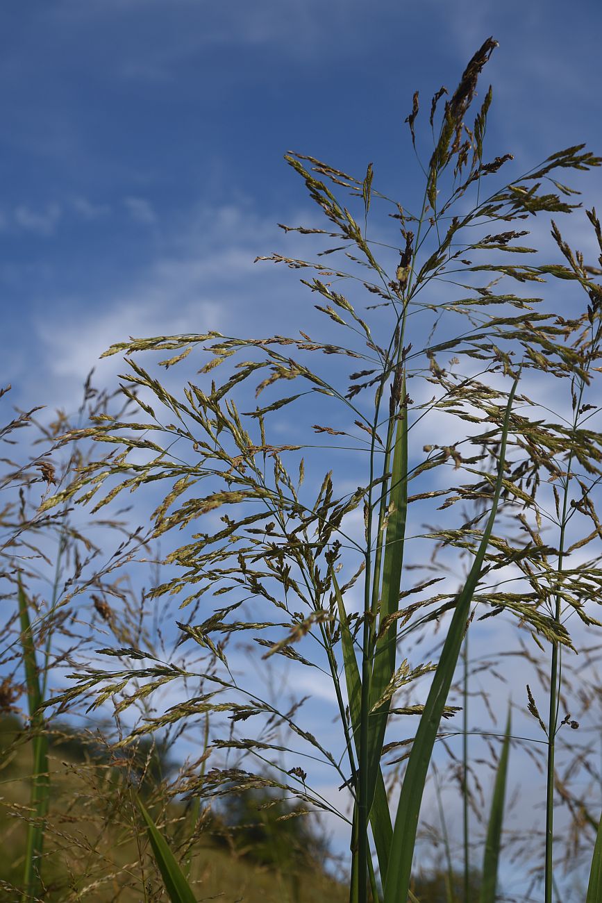 Image of Glyceria maxima specimen.