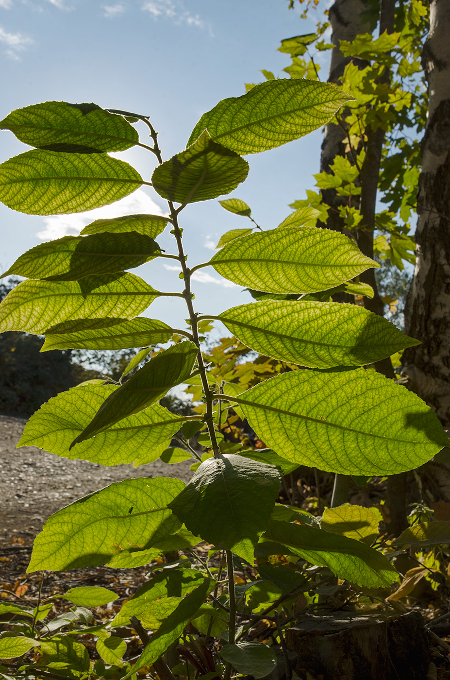 Image of genus Salix specimen.