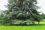 Cedrus atlantica