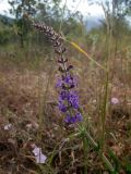 Salvia nemorosa. Верхушка побега с соцветием. Крым, Южный Берег, окр. пос. Лесной, луг. 26.05.2024.