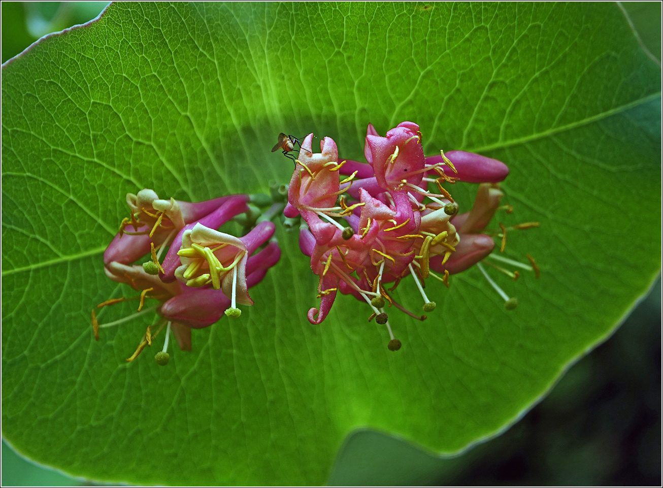 Image of Lonicera dioica specimen.