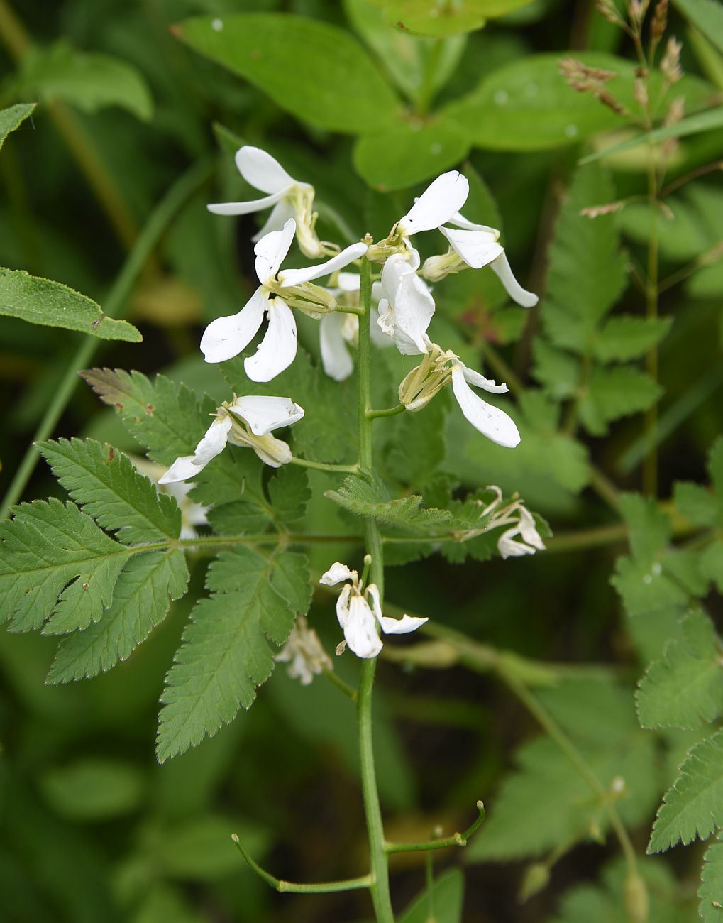 Image of Hesperis voronovii specimen.