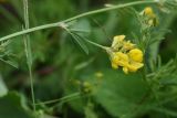 Medicago vardanis. Часть побега с соцветием. Чечня, Шаройский р-н, с. Хакмадой, выс. 1580 м н.у.м., луг. 30 июня 2024 г.