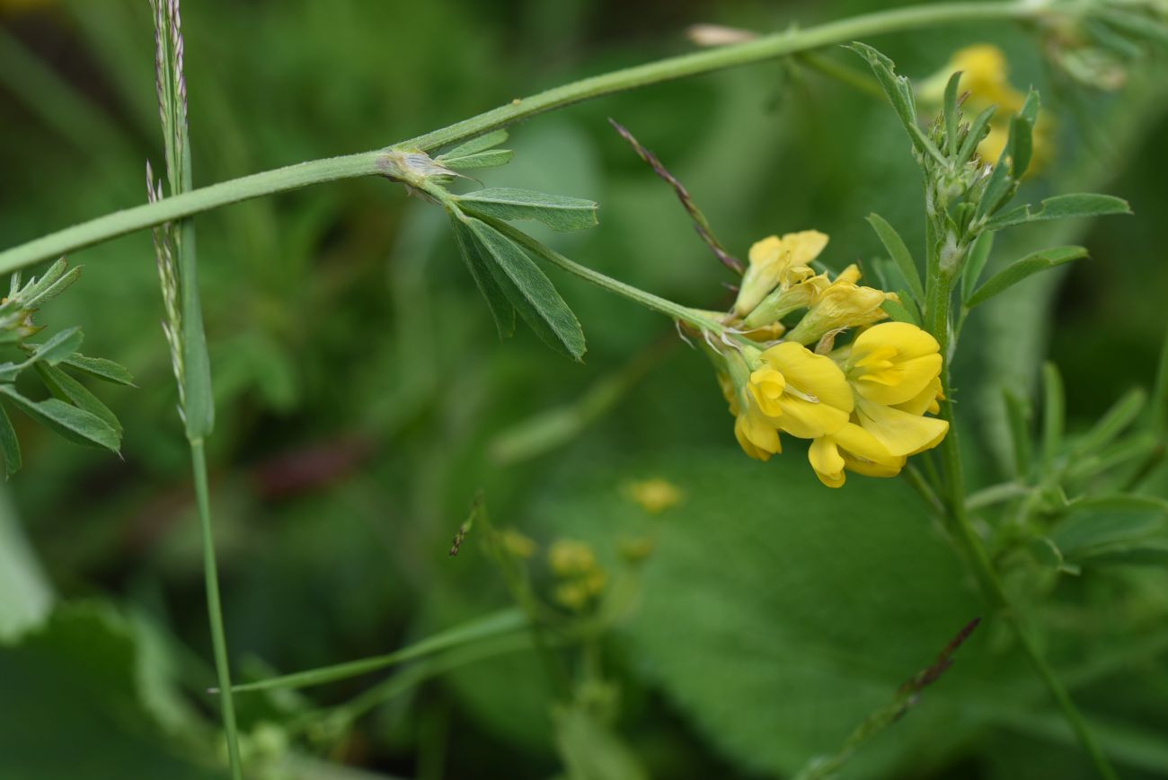 Image of Medicago vardanis specimen.