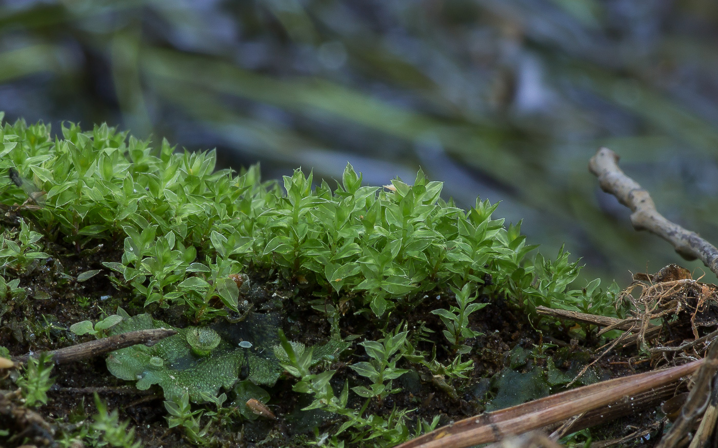 Изображение особи род Bryum.