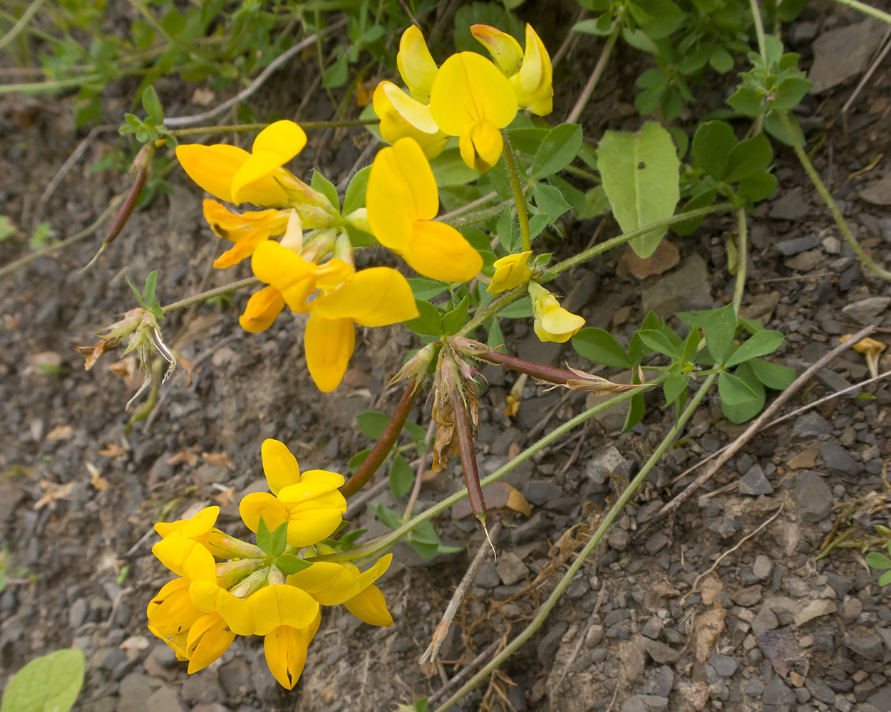 Image of Lotus caucasicus specimen.