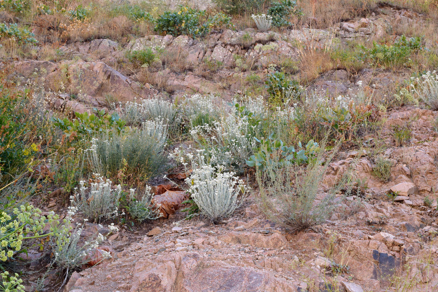 Image of Anaphalis velutina specimen.