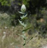 View full-size image Klasea cerinthifolia