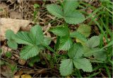 View full-size image Fragaria vesca
