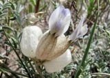 View full-size image Astragalus nivalis