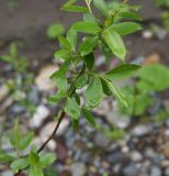 View full-size image genus Salix