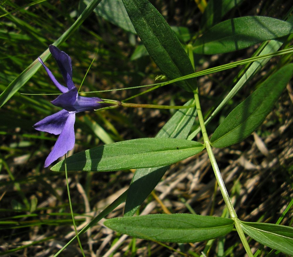 Изображение особи Vinca herbacea.