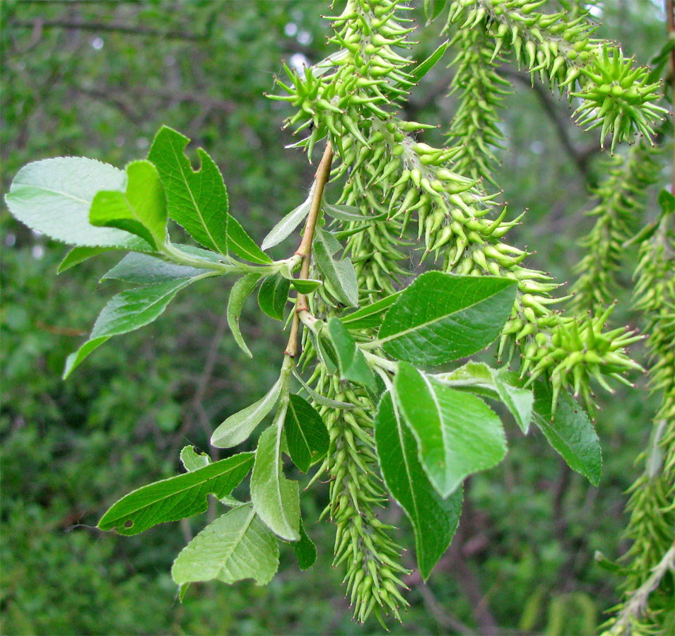 Image of Salix myrsinifolia specimen.