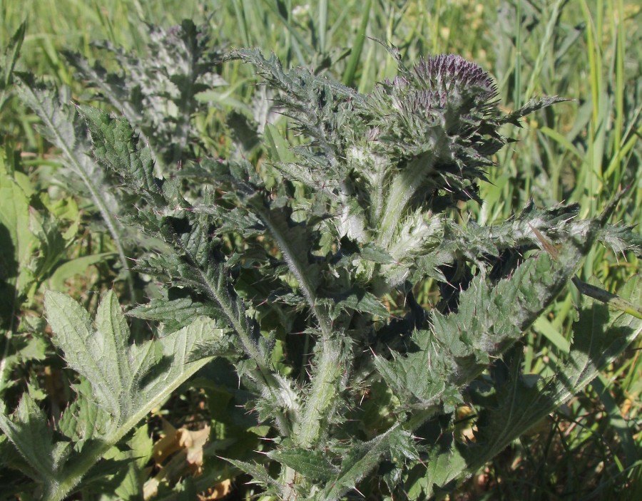 Image of Carduus crispus specimen.