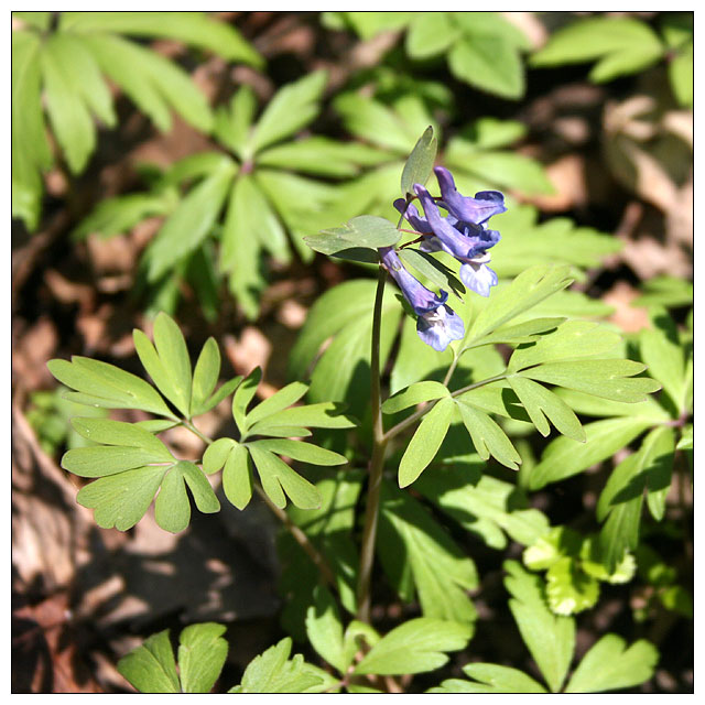 Изображение особи Corydalis solida.