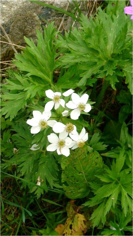 Image of Anemonastrum fasciculatum specimen.