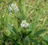 Trigonella caerulea. Верхушка цветущего растения. Ростовская обл., дельта Дона, Подазовье, окр. хутора Узяк. 12 июня 2011 г.