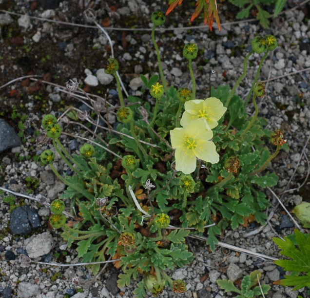 Изображение особи Papaver miyabeanum.