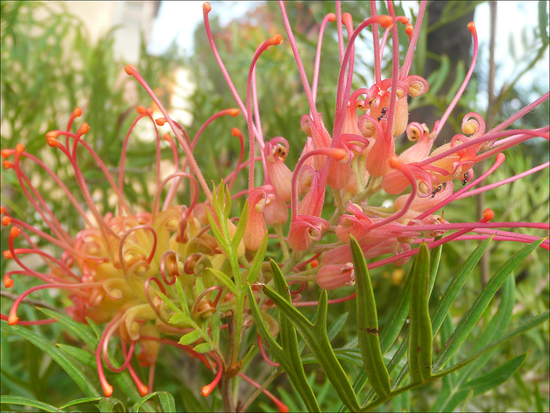 Image of Grevillea banksii specimen.