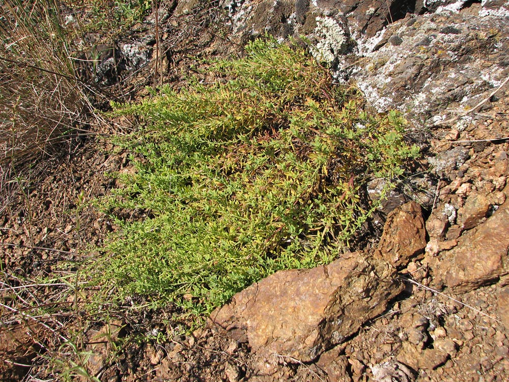 Изображение особи Scrophularia granitica.