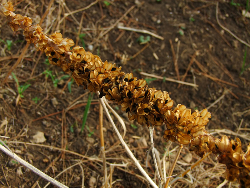 Image of Drimia aphylla specimen.