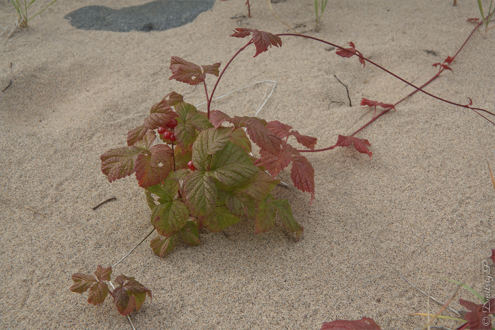 Image of Rubus saxatilis specimen.