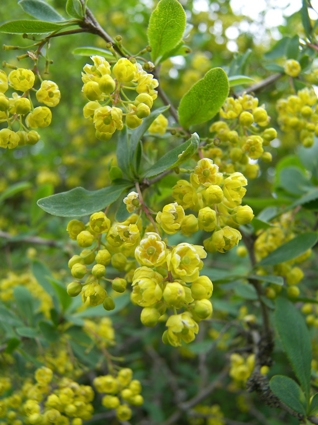 Изображение особи Berberis vulgaris.