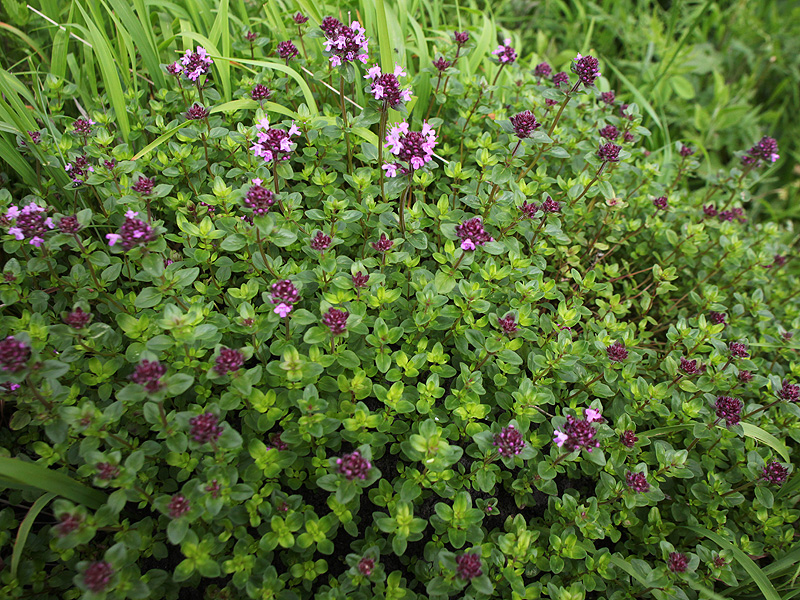 Изображение особи Thymus pseudopulegioides.