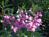 Chamaenerion latifolium. Верхушки побегов с соцветиями. Забайкалье, хребет Кодар. 24.07.2007.