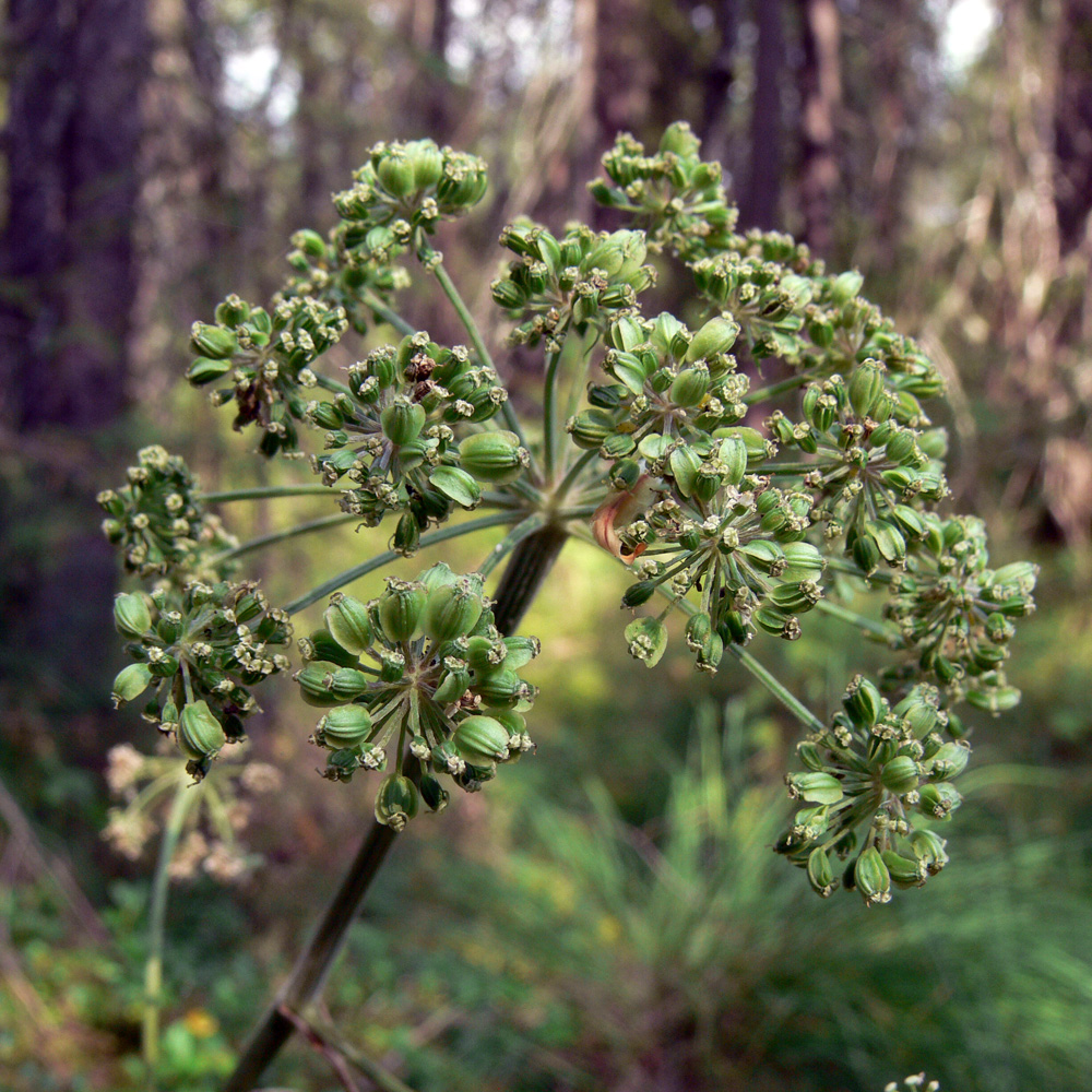 Изображение особи Angelica sylvestris.