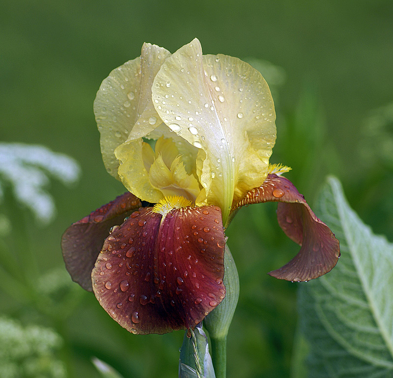 Изображение особи Iris &times; hybrida.