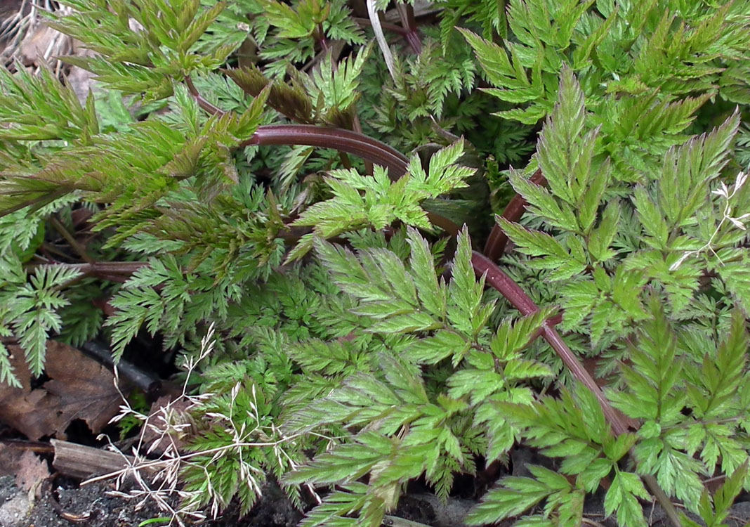 Image of Anthriscus sylvestris specimen.