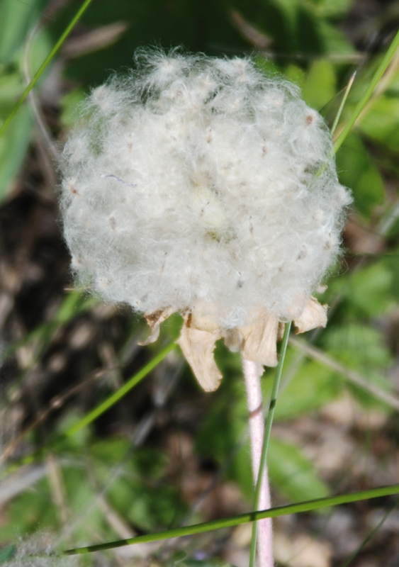 Image of Anemone sylvestris specimen.