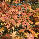 Quercus rubra. Ветвь с листьями в осенней окраске. Украина, г. Кривой Рог, Ботанический сад НАН Украины. 19.10.2008.