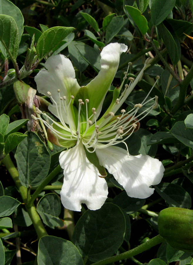 Image of Capparis herbacea specimen.