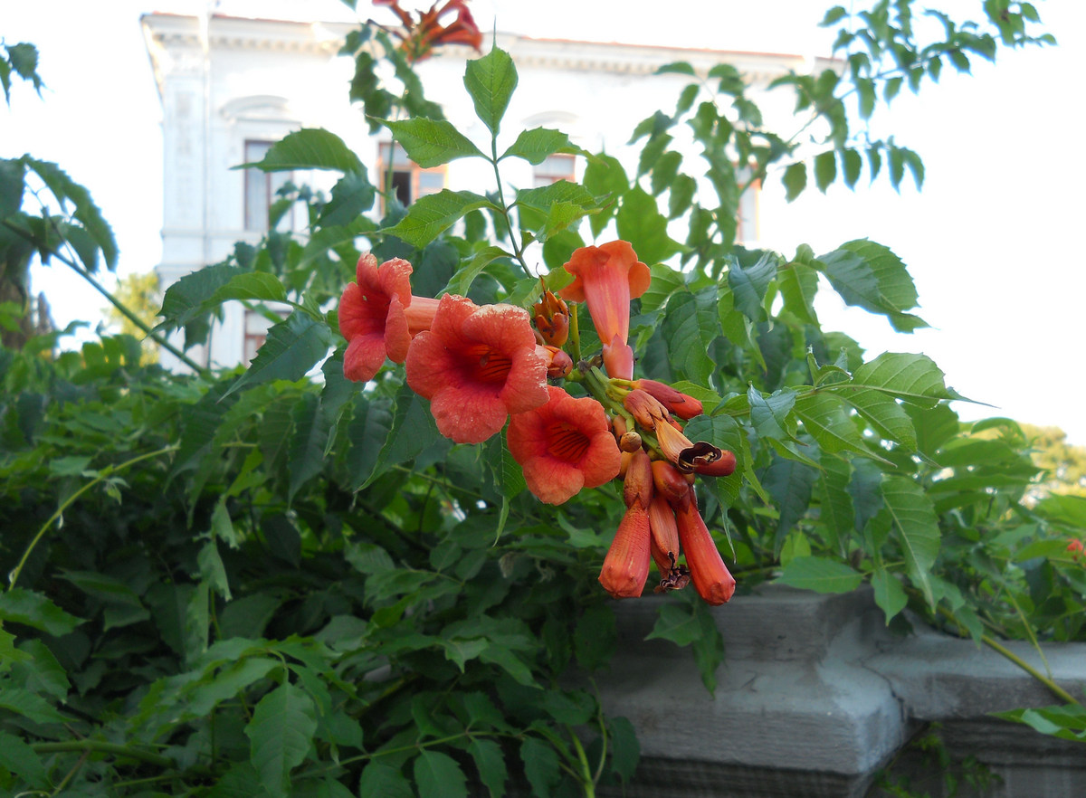 Вьющееся растение с красными цветами фото и названия