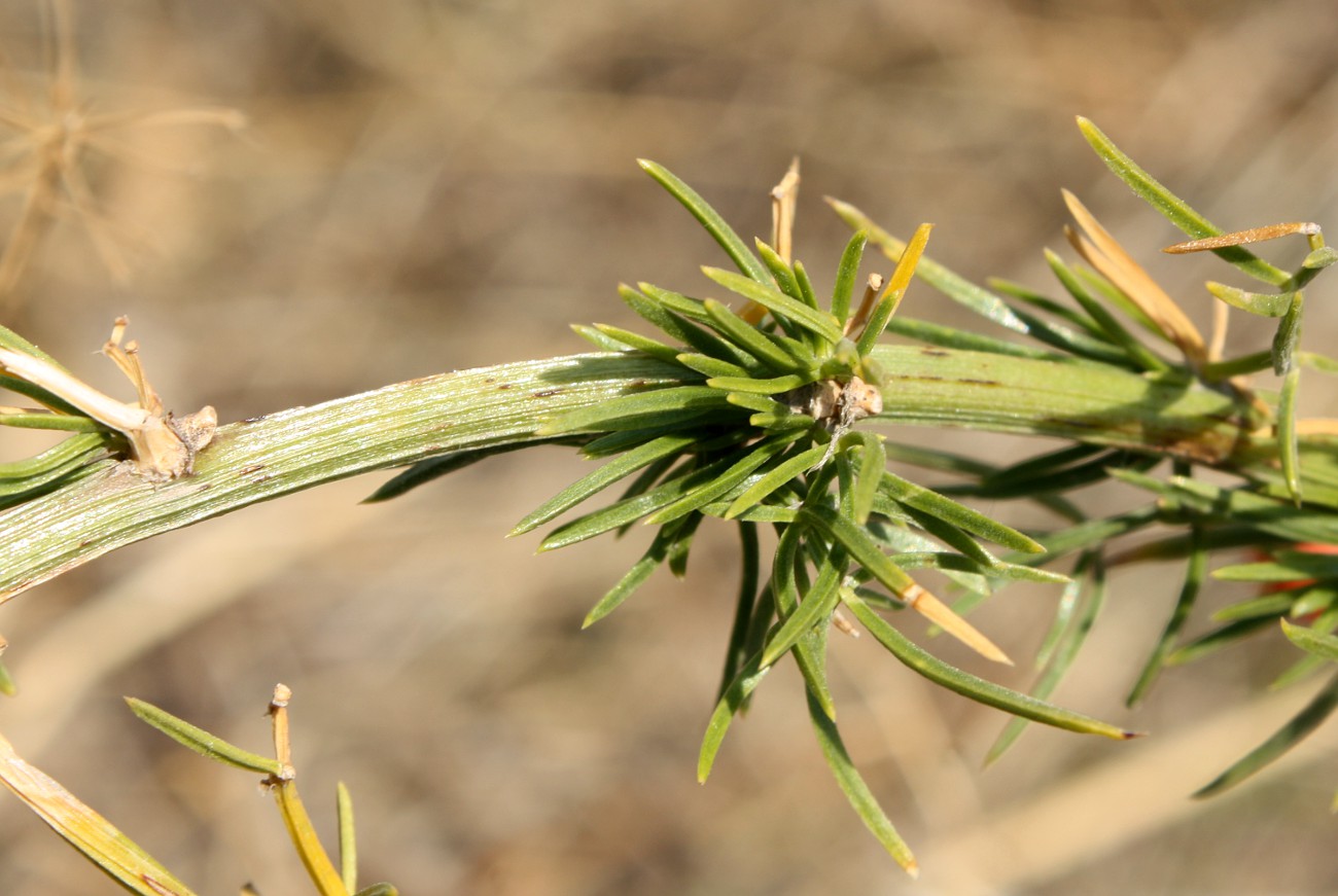 Изображение особи Asparagus verticillatus.