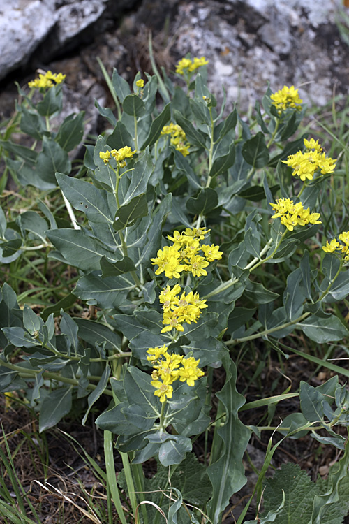 Image of Haplophyllum latifolium specimen.