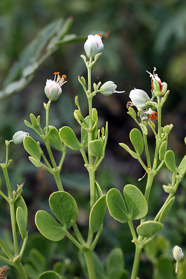 Image of Zygophyllum fabago ssp. orientale specimen.