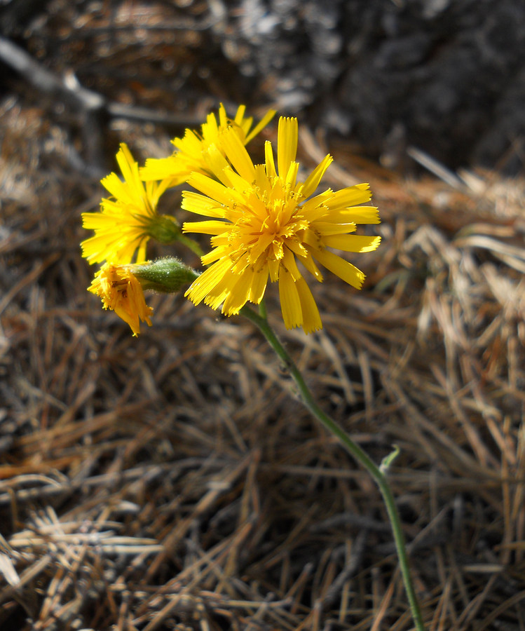 Image of genus Hieracium specimen.