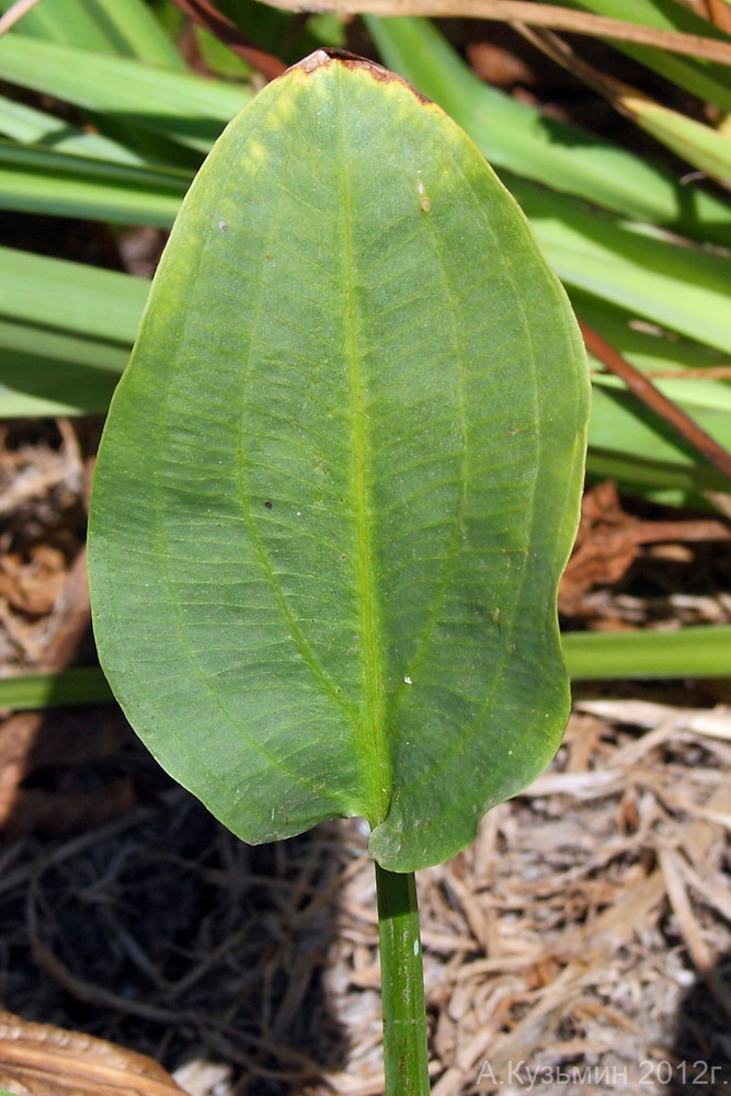 Image of Alisma plantago-aquatica specimen.