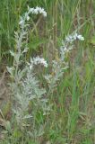 Artemisia stelleriana. Расцветающее растение. Приморье, окр. пос. Терней, устье р. Серебрянка, песчаный берег реки. 02.08.2012.