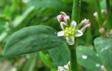 Polygonum aviculare. Часть побега с цветком. Иркутская обл., г. Бодайбо, правый борт долины р. Витим, обочина грунтовой дороги. 22.07.2012.