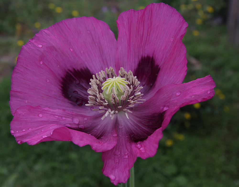 Image of Papaver somniferum specimen.