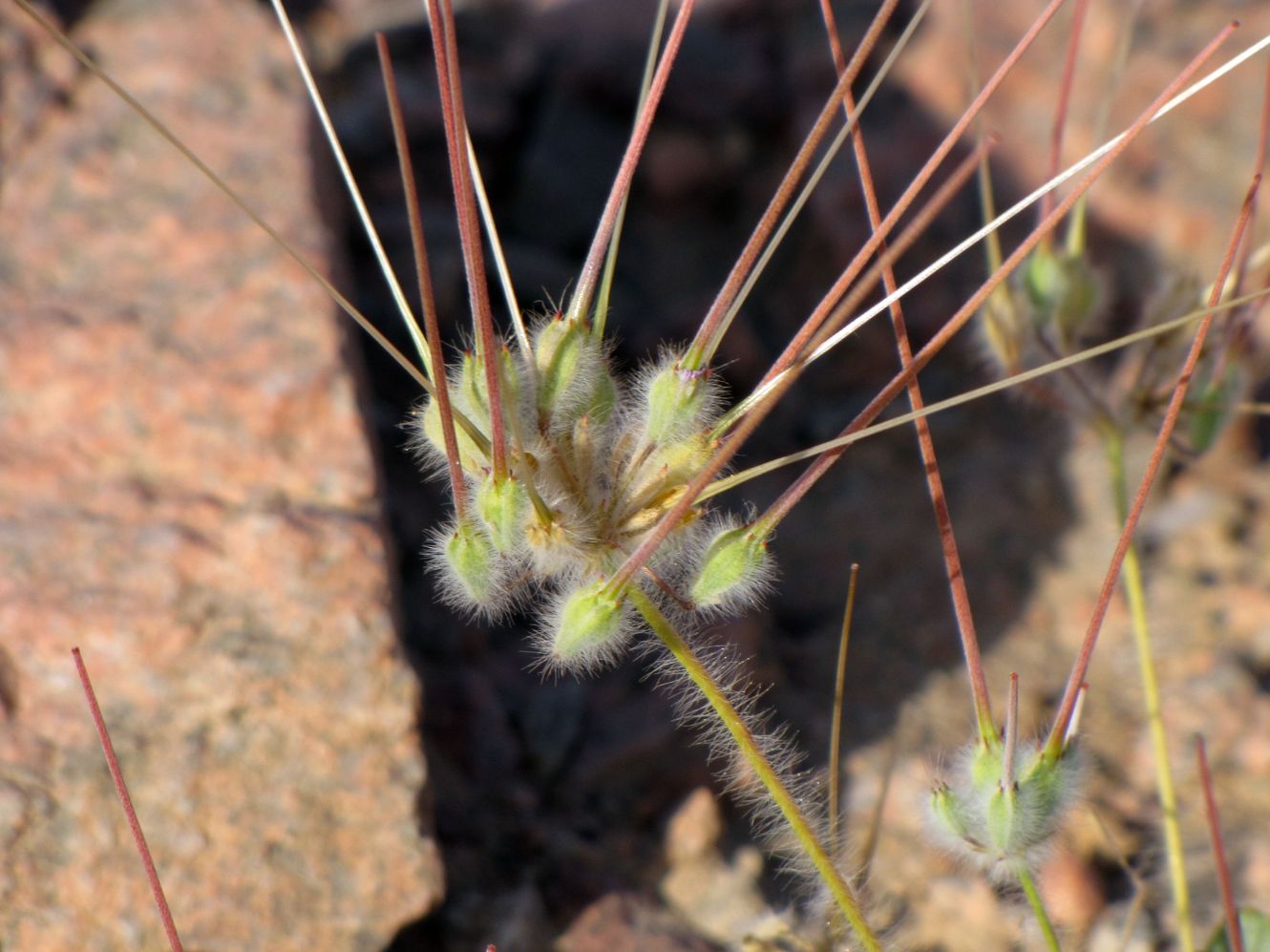 Изображение особи Monsonia heliotropioides.