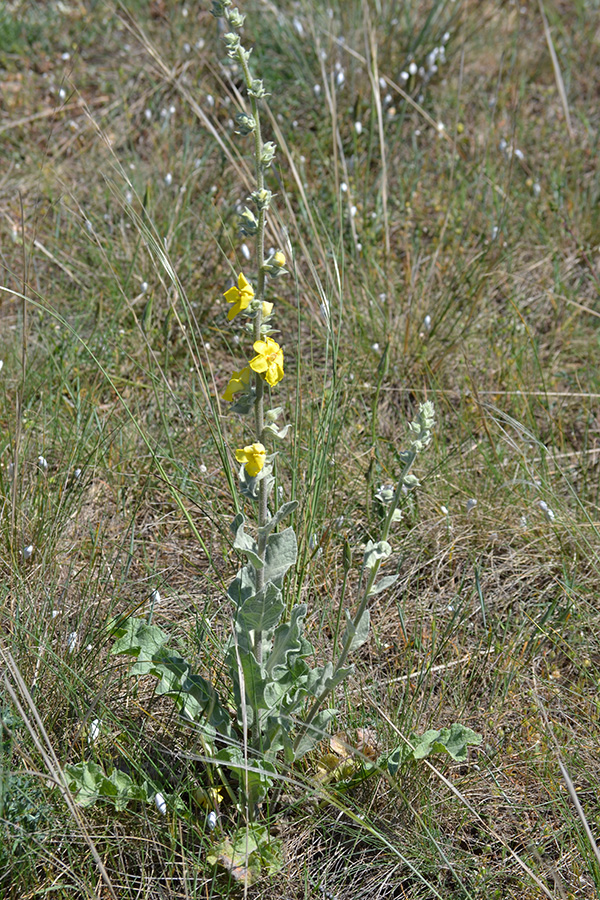 Изображение особи Verbascum undulatum.