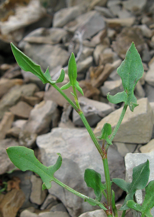 Изображение особи Rumex hastifolius.